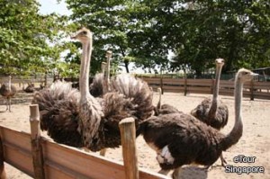 Разведение страусов